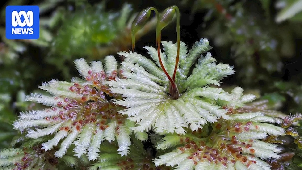 World-travelling moss photographer highlights Tasmania as global diversity hotspot for mosses