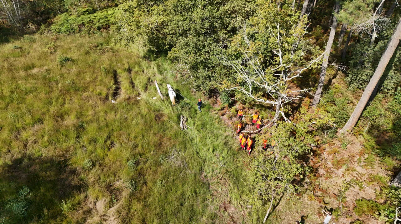 Ils ressuscitent un paysage typique de la forêt des Landes de Gascogne