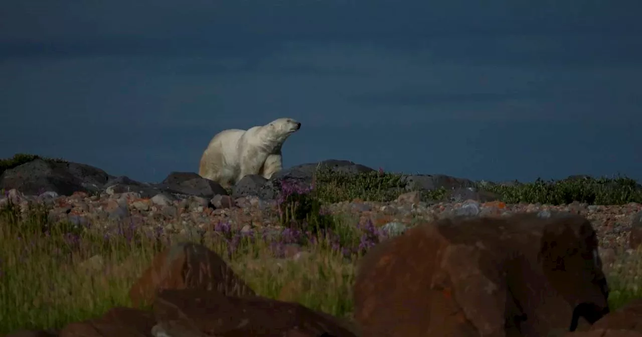 In Canada’s gateway to the Arctic, fat and ice are crucial for polar bears. All three are in trouble.