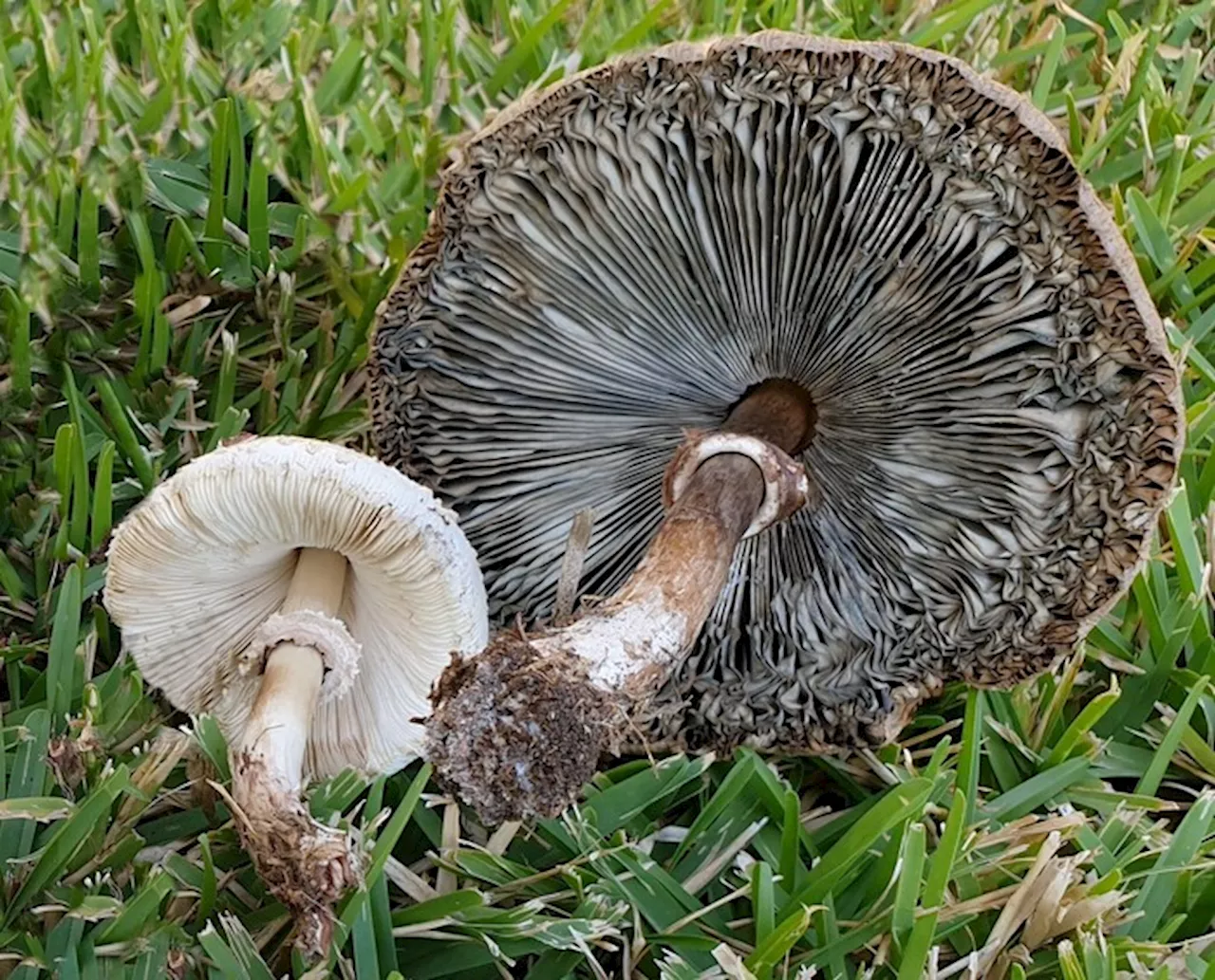 In Calabria comparsa nuova specie esotica di funghi, è tossica