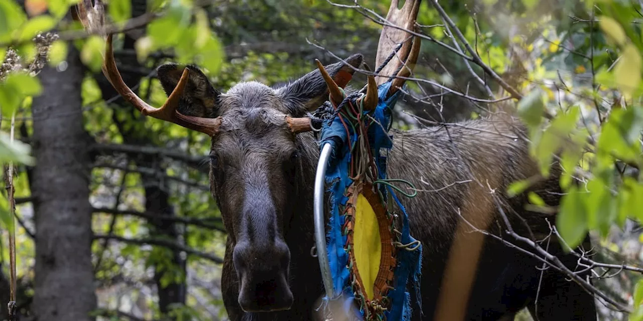 Fish and Game asks public to keep eye out for tangled moose