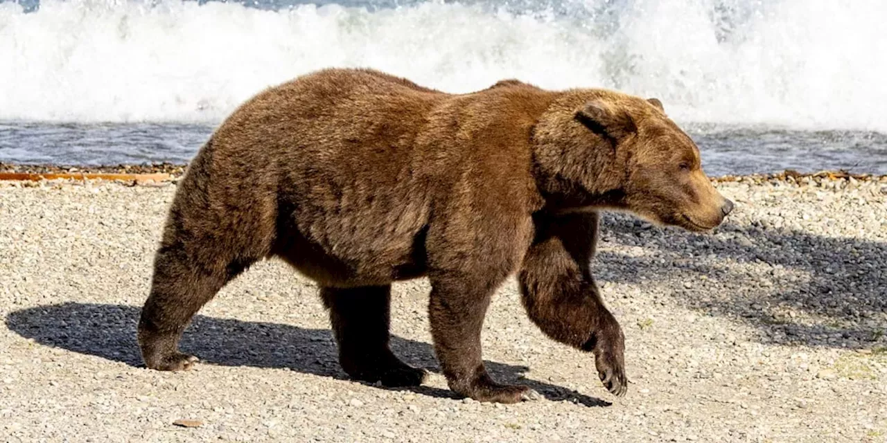 Katmai National Park And Preserve Get your brackets set, it’s time to