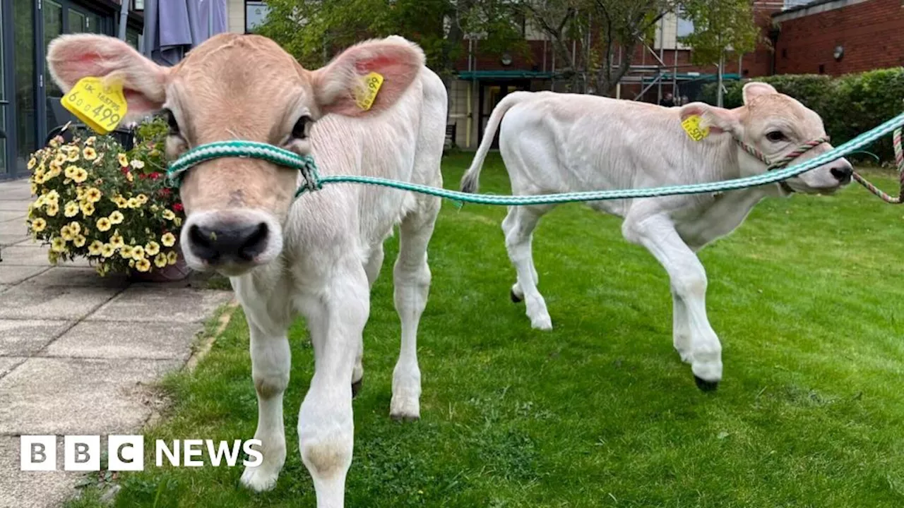 Twin four-week-old calves bring joy to Chesterfield hospice