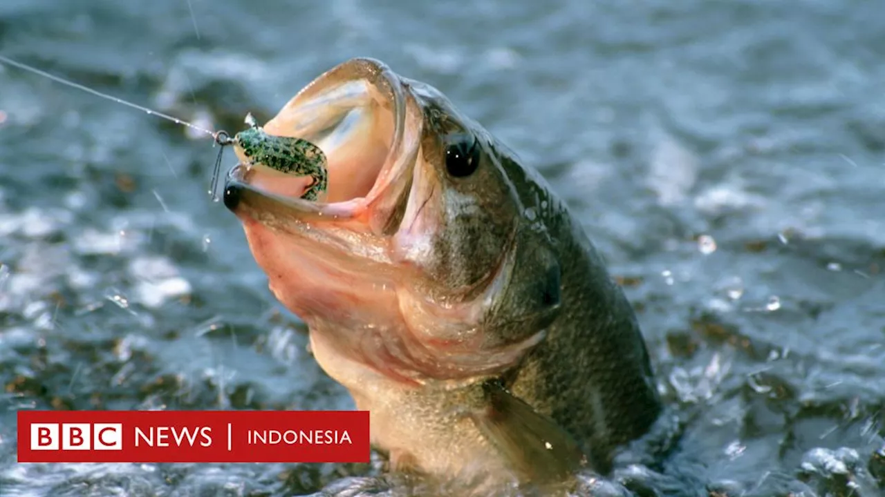 Ukuran Ikan-Ikan di Seluruh Dunia Berkecil