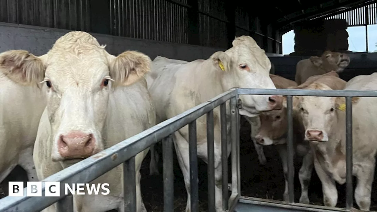 Rising water levels at St Ives forces farmer to move cattle