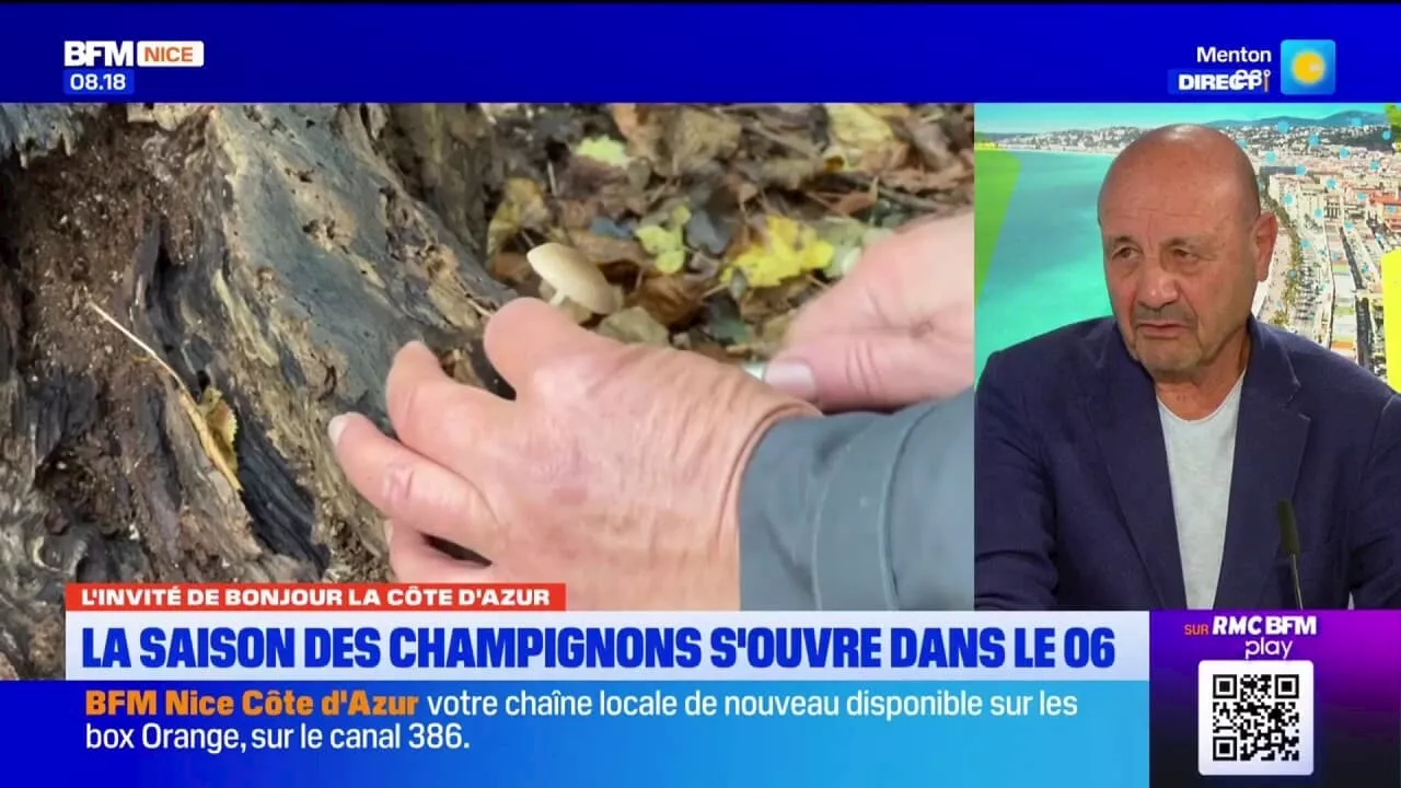 Alpes-Maritimes: la saison des champignons débute