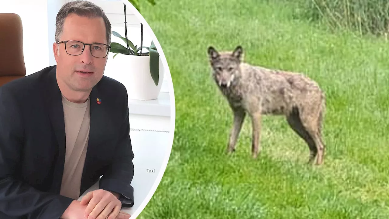 Niedersachsen: Abschuss von Wolf verboten – Landrat schreibt Brandbrief