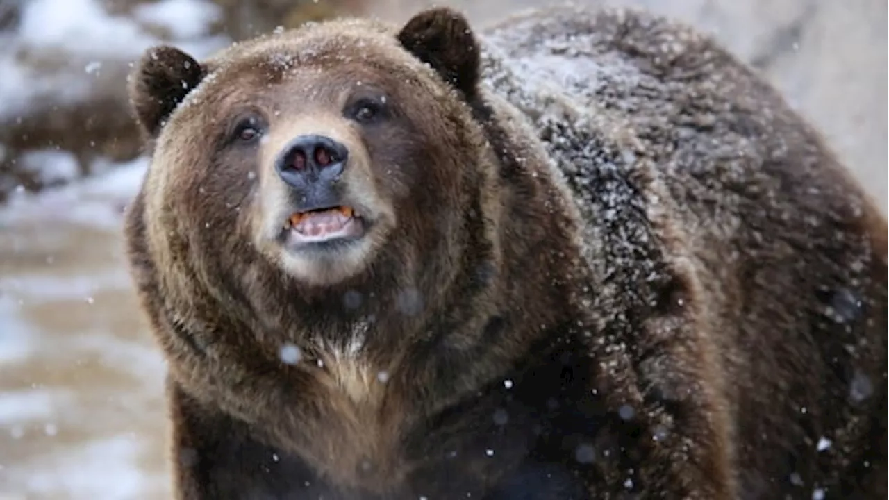 7,000 applied to hunt Alberta's 'problem' wildlife — including grizzly bears — says minister