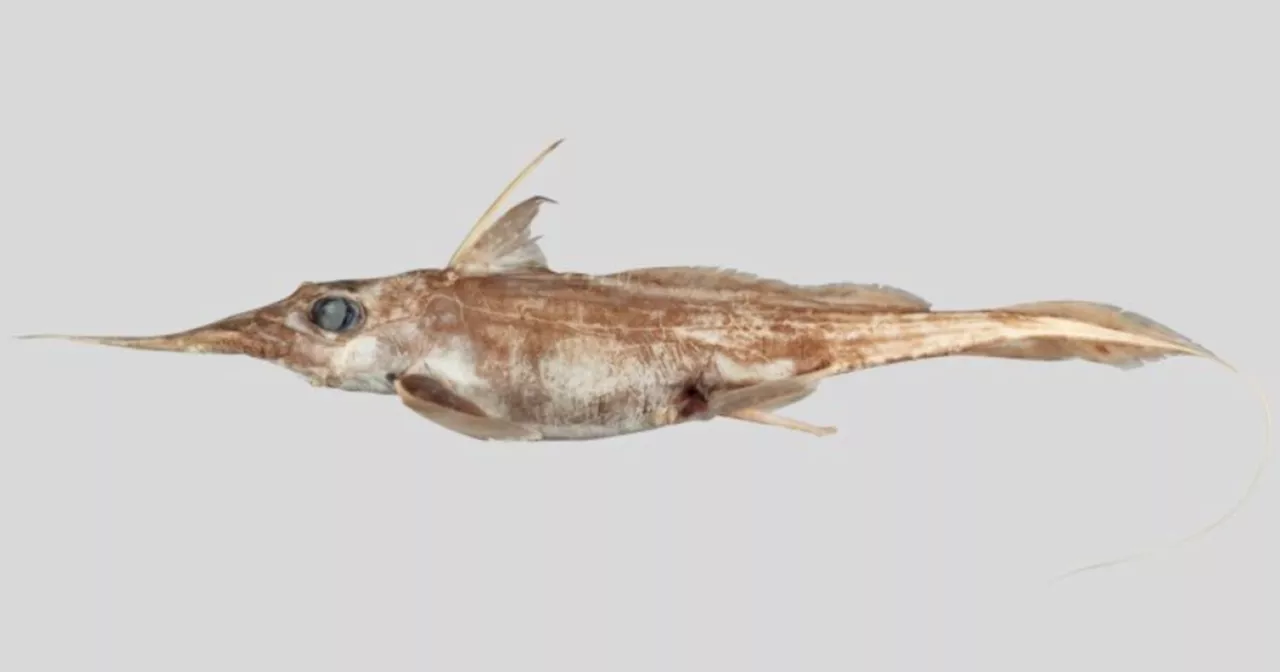 New species of 'ghost shark' discovered living deep in the Pacific Ocean