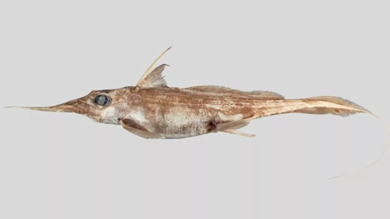 New species of ghost shark discovered by New Zealand scientists