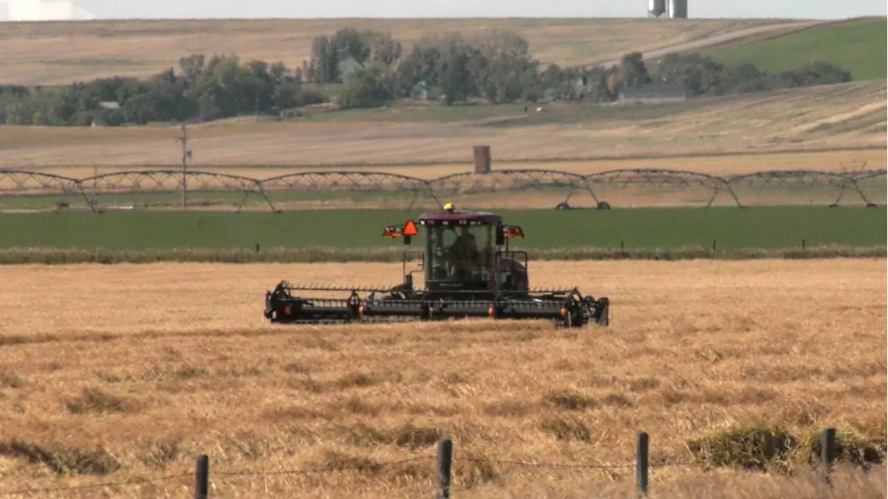 Alberta Farmers Wrapping Up Harvest Amidst Challenges