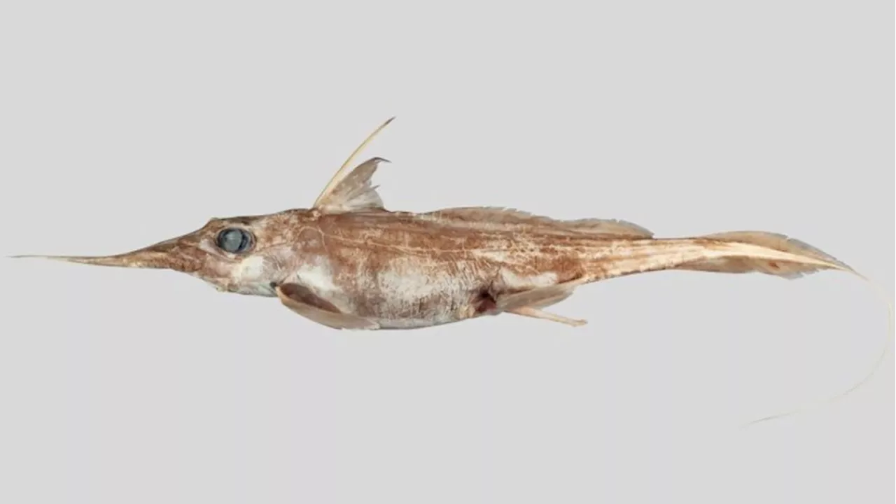 New species of ghost shark discovered by New Zealand scientists