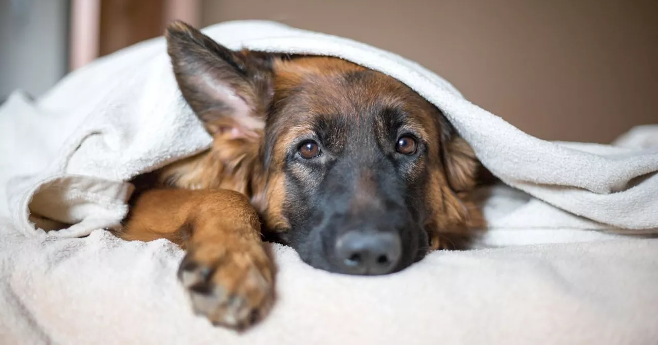 Health risks of sharing your bed with your pet as doctor issues warning