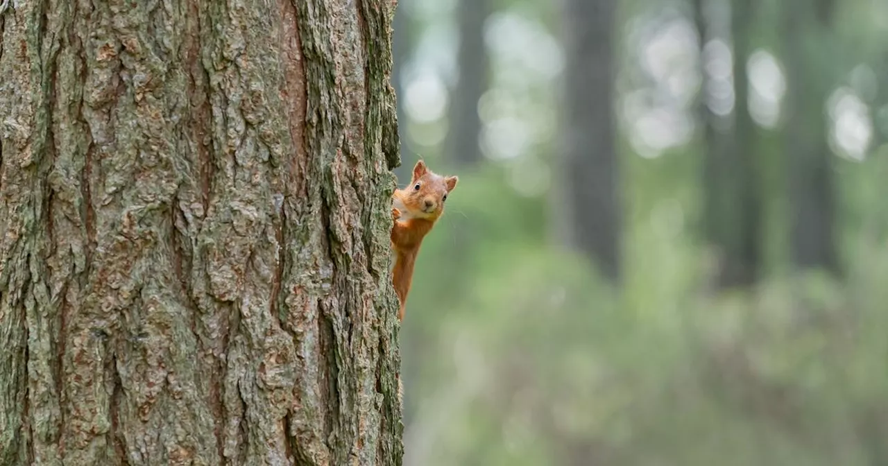 Scots asked to report sightings of red squirrels as part of scheme