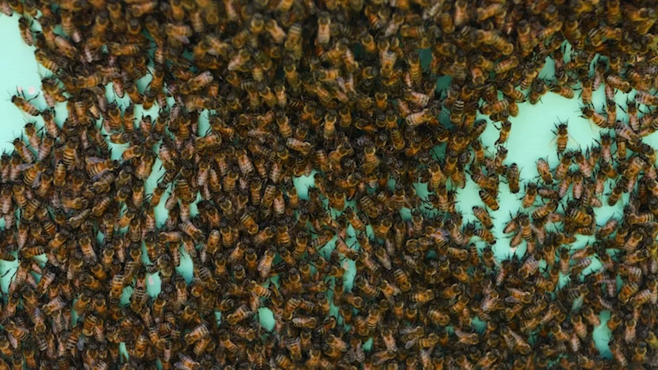 2 injured after bee swarm attack in North Texas neighborhood