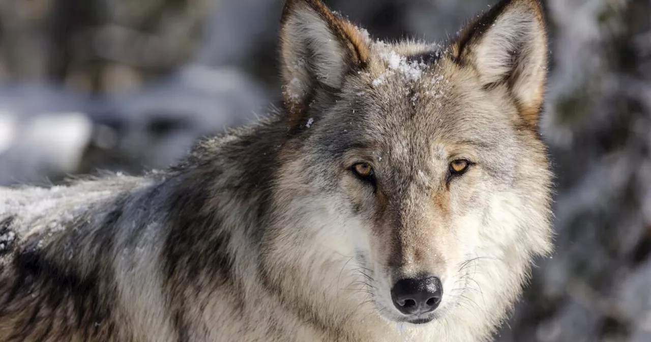 CPW confirms cow and calf killed by wolf in Grand County, after Copper Creek pack relocation