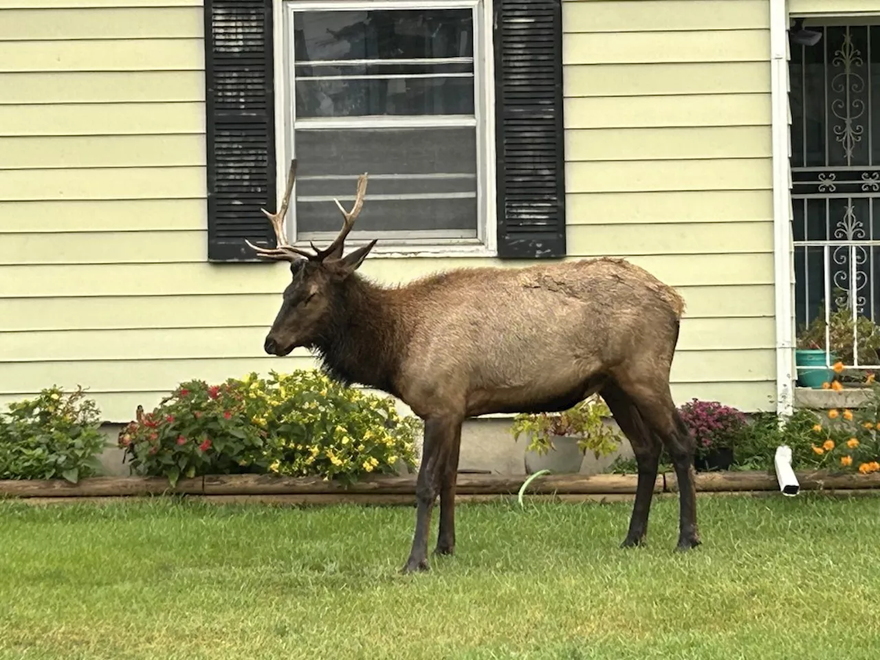 Lost elk wandering Denver area darted and relocated to Colorado wilderness