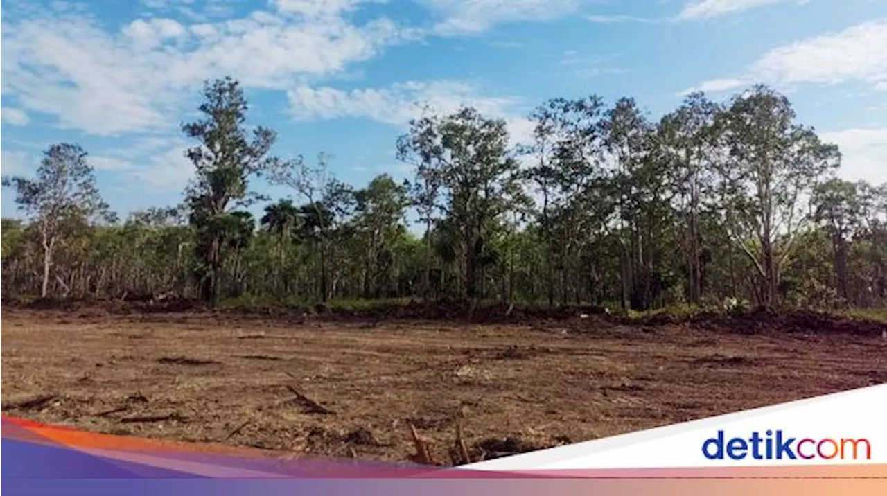 1 Juta Hektare Sawah Bakal Dicetak di Merauke, Ini Alasannya