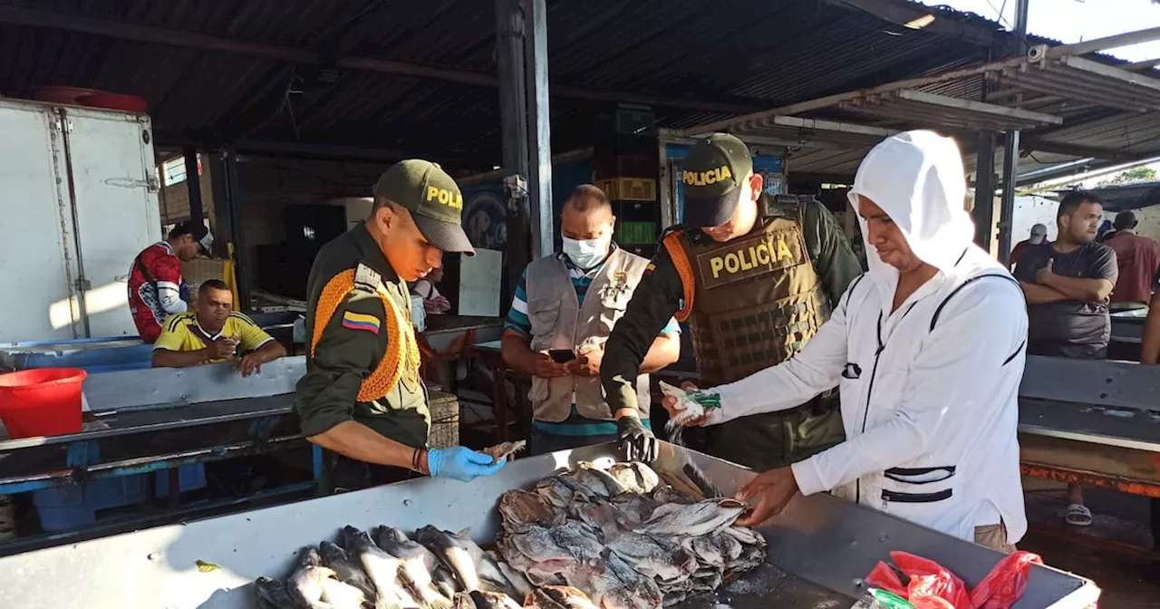 Inspeccionan el pabellón de pescado en Valledupar por veda de bagre rayado