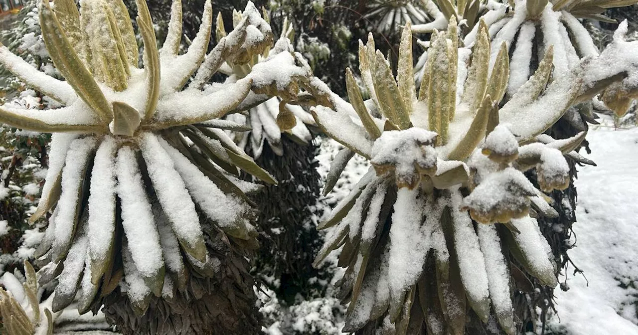 Nevada en el Parque Nacional Los Nevados sorprende tras tres meses de sequía