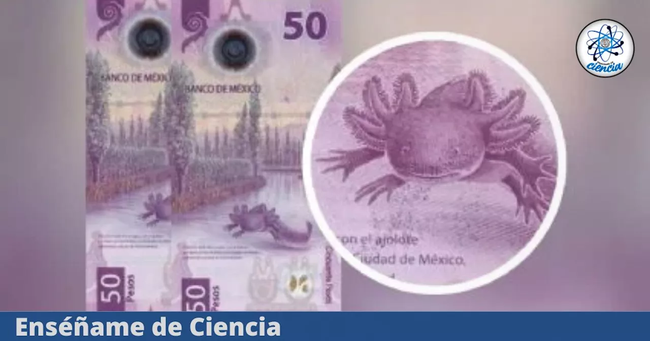 Un billete de 50 pesos mexicano se convierte en un tesoro gracias a un error único