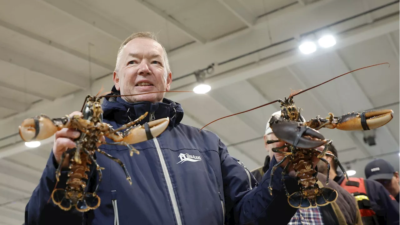 Årets första hummer klubbad på Göteborgs fiskeauktion