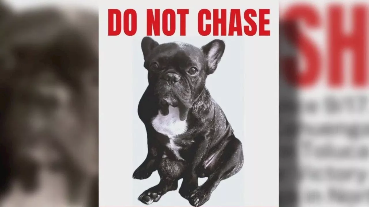 'Rover' app dog sitter loses French bulldog 'Mushie'