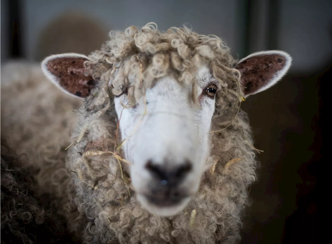 This sheep could save our bacon someday: Why farmers are banking on rare breeds