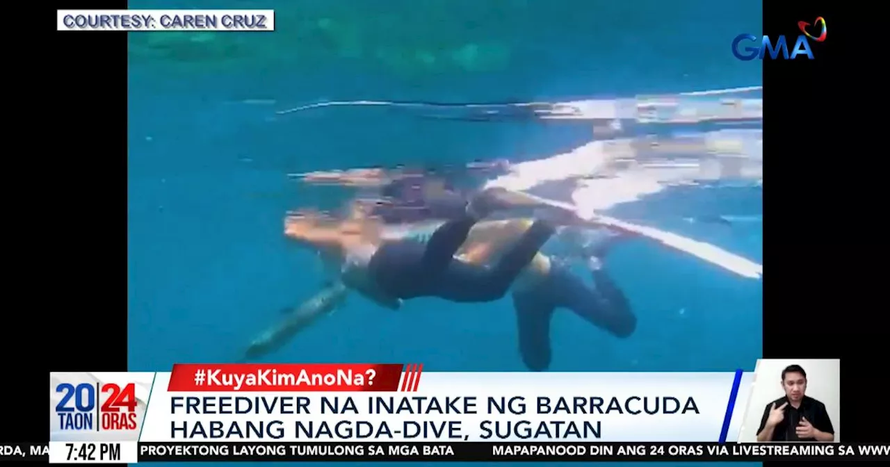 Freediver attacked by barracuda fish in Batangas waters