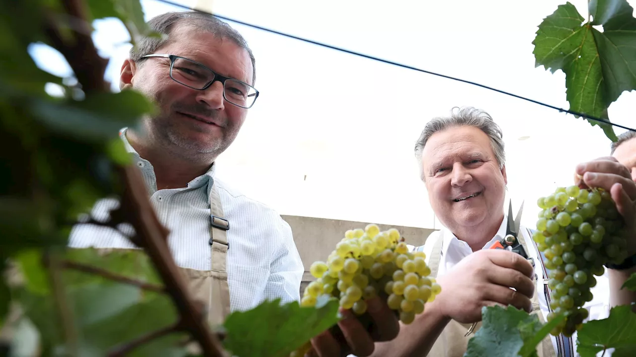 Weinlese mit Bürgermeister - Hitze, dann Sintflut– darum war Dauerregen gut für Wein