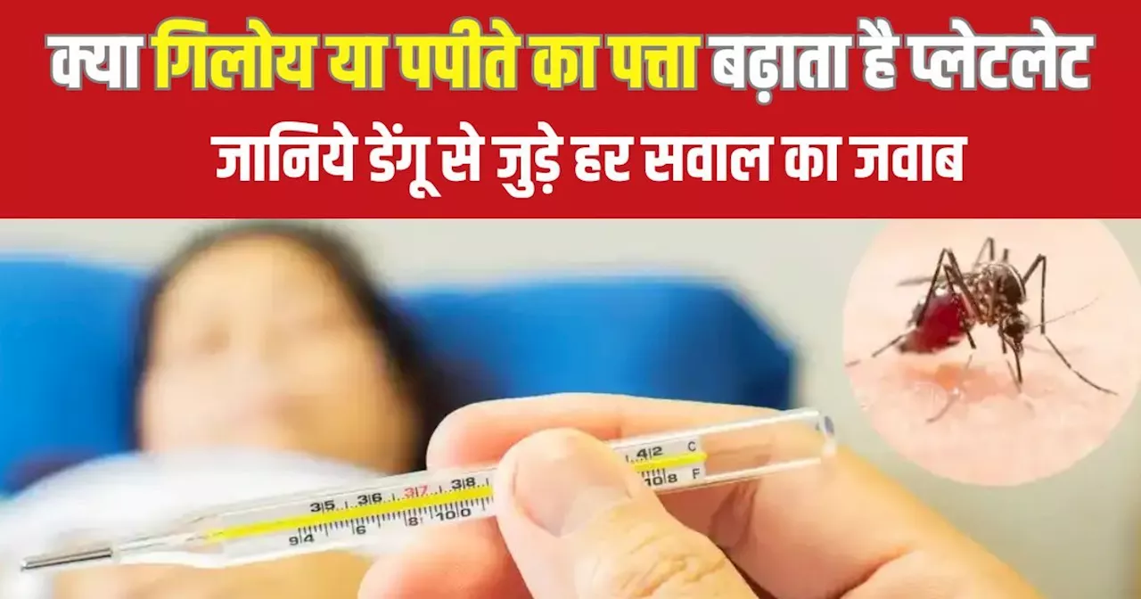 Explainer: इस साल क्यों बढ़ रहे डेंगू के केस? कैसे आम बुखार से अलग, क्या हैं रेड सिग्नल; हर सवाल का जवाब