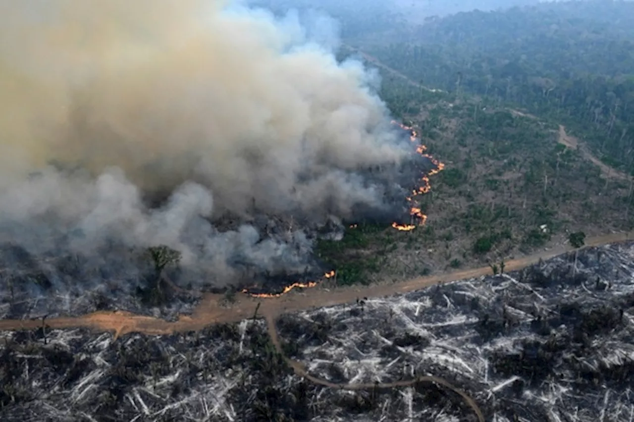 L’Amazzonia ha perso in 40 anni un’area grande come la Germania e la Francia