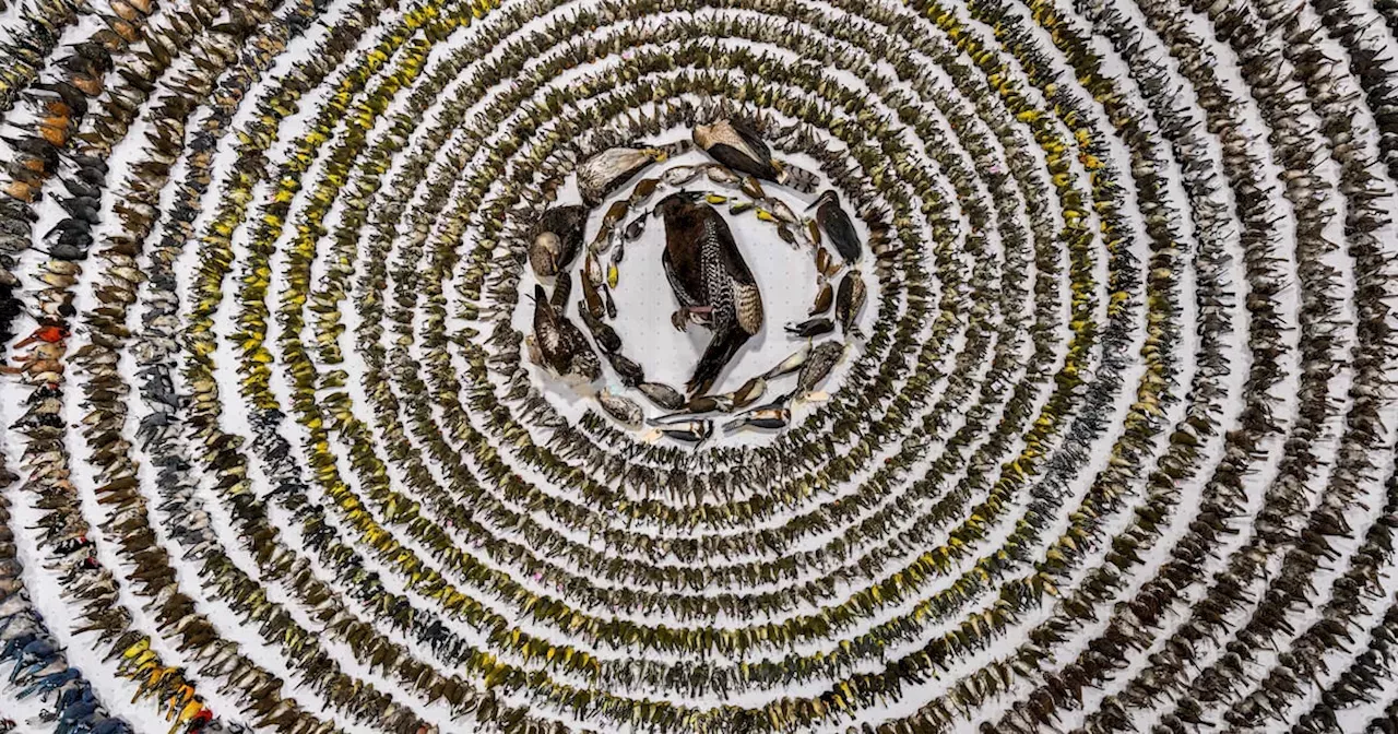 Bird Photographer of the Year 2024 The winners in pictures Ireland