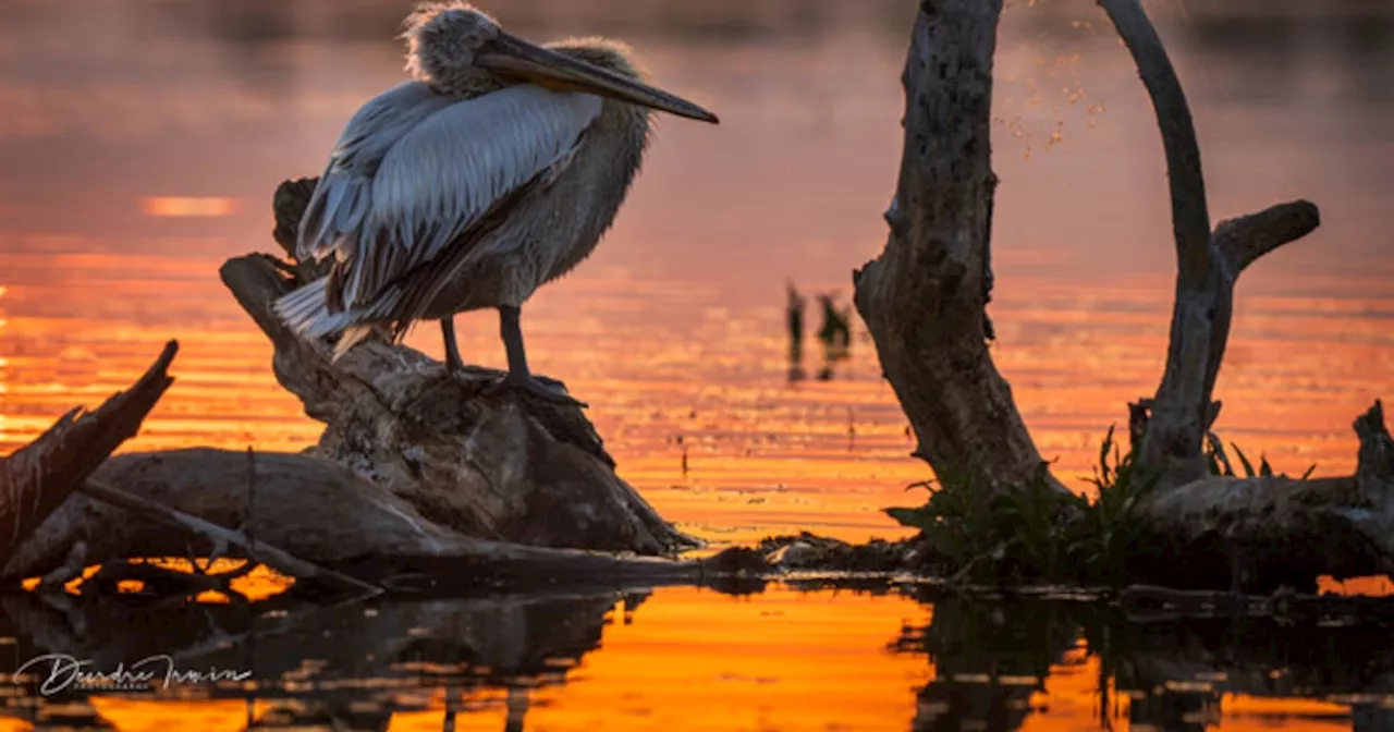 Dublin woman ‘absolutely shocked’ to be a winner in Flickr annual photography contest