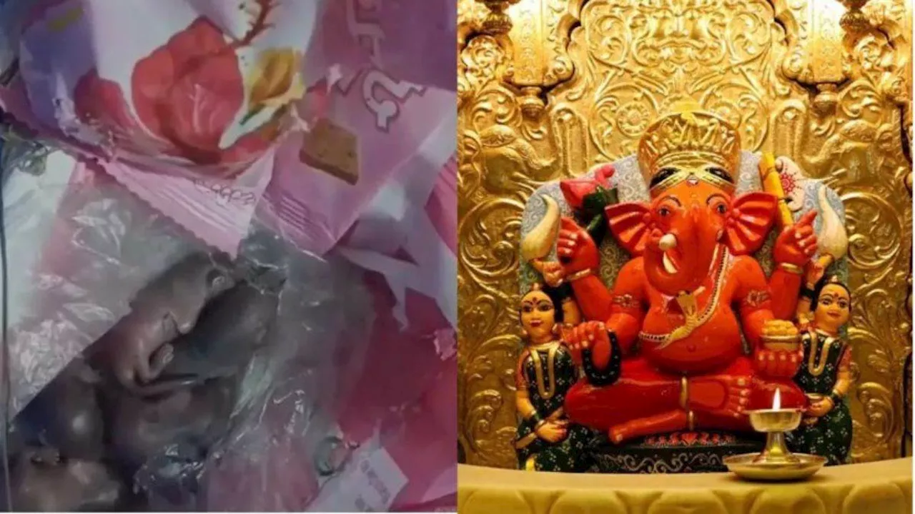 सिद्धिविनायक मंदिर के प्रसाद में चूहे मिलने का दावा, ट्रस्ट ने बताई क्या है वीडियो की सच्चाई