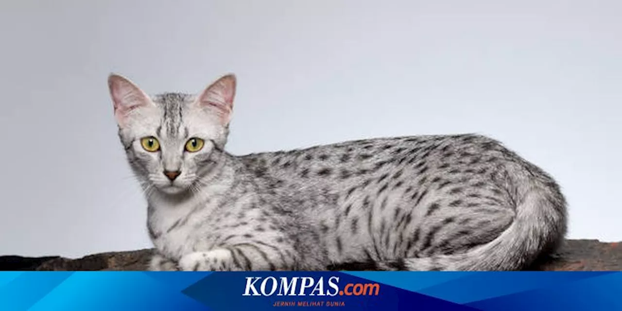 Mengenal Egyptian Mau, Ras Kucing Tertua yang Sudah Ada sejak 3.000 Tahun