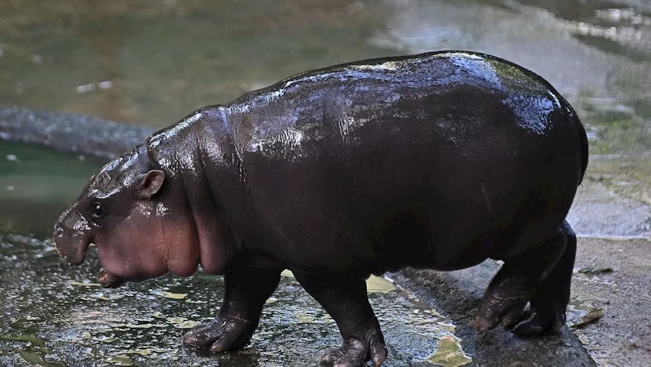 Moo Deng, Choupette… Les animaux deviennent des marques à part entière