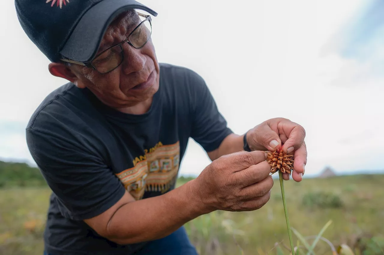 'Mauvaise herbe' deviendra grande: l'Inirida, une fleur amazonienne emblème de la COP16