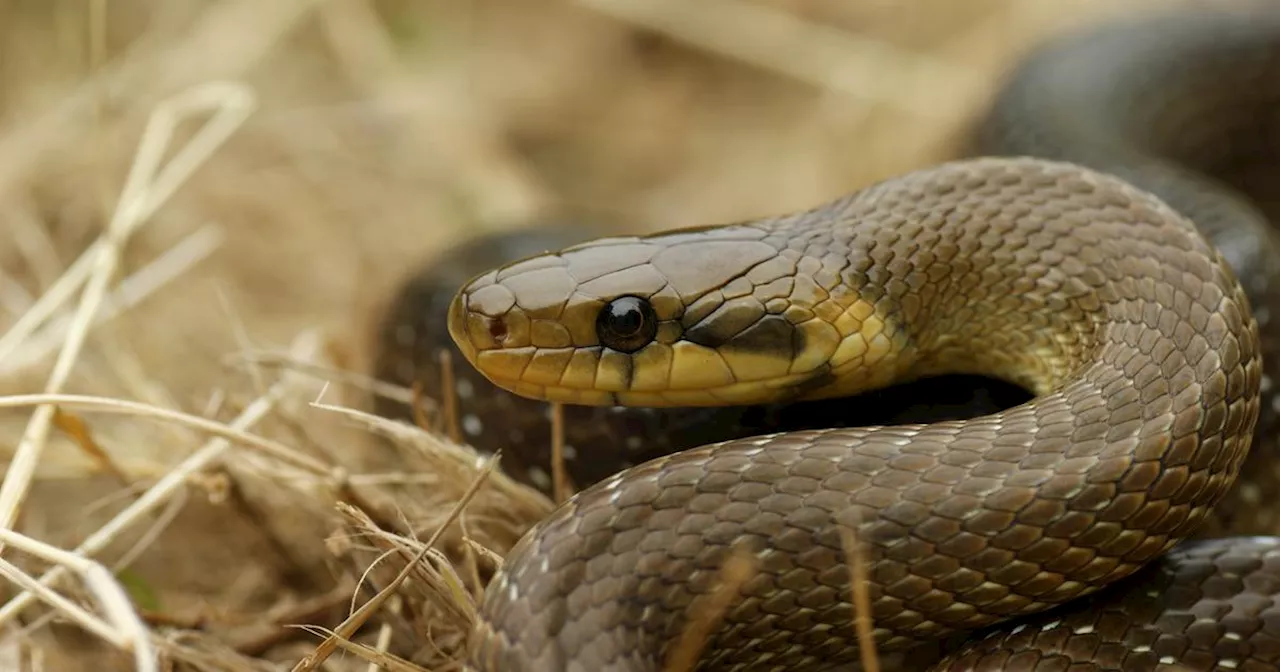 L’inquiétante disparition de presque tous les serpents de Nouvelle-Aquitaine