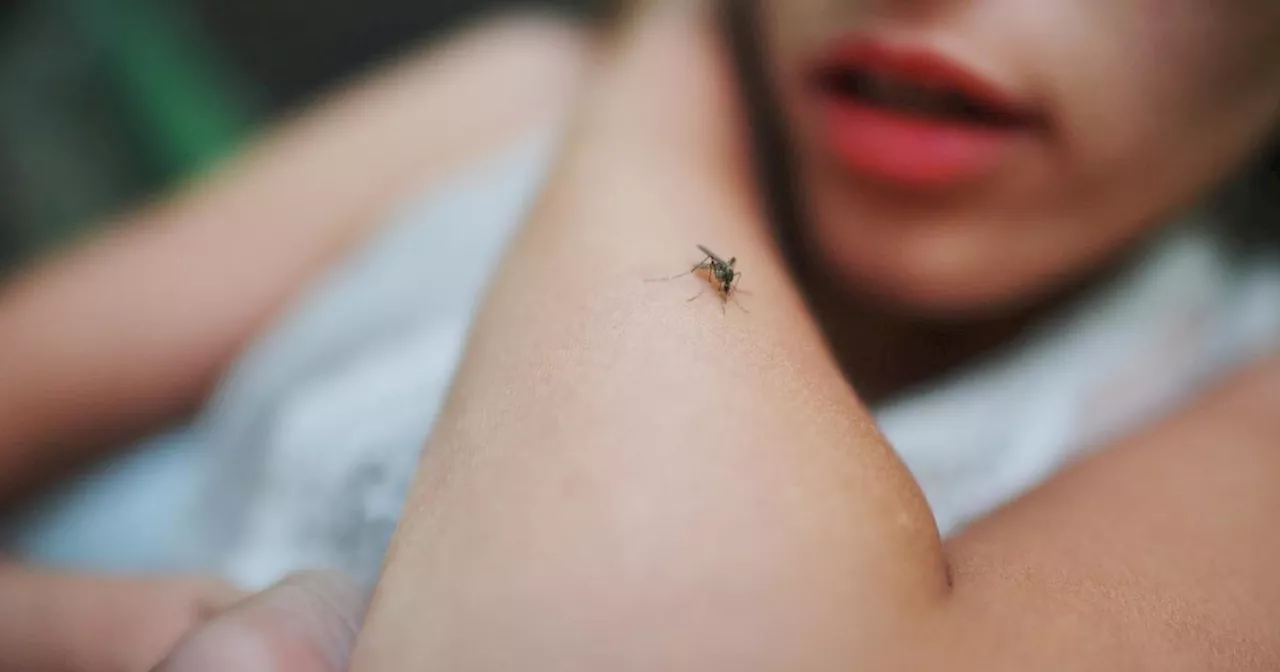 Trois cas de dengue autochtone détectés dans une commune des Alpes-Maritimes