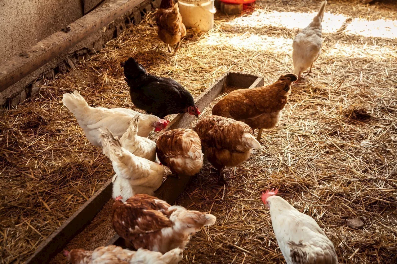 Un foyer de grippe aviaire « hautement pathogène » détecté dans le Pas-de-Calais