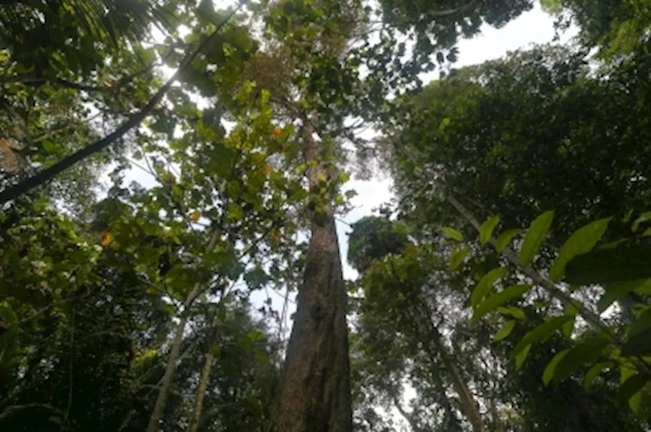 Environmental groups call on EU to designate Sarawak as ‘high risk’ under new anti-deforestation regulation