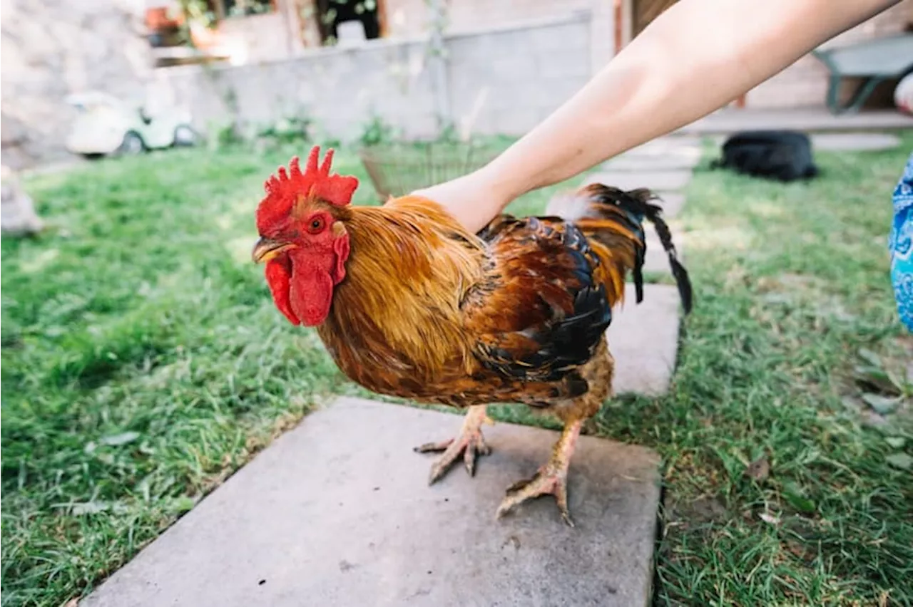 7 Arti Mimpi Dikejar Ayam, Jadi Tanda Keberuntungan