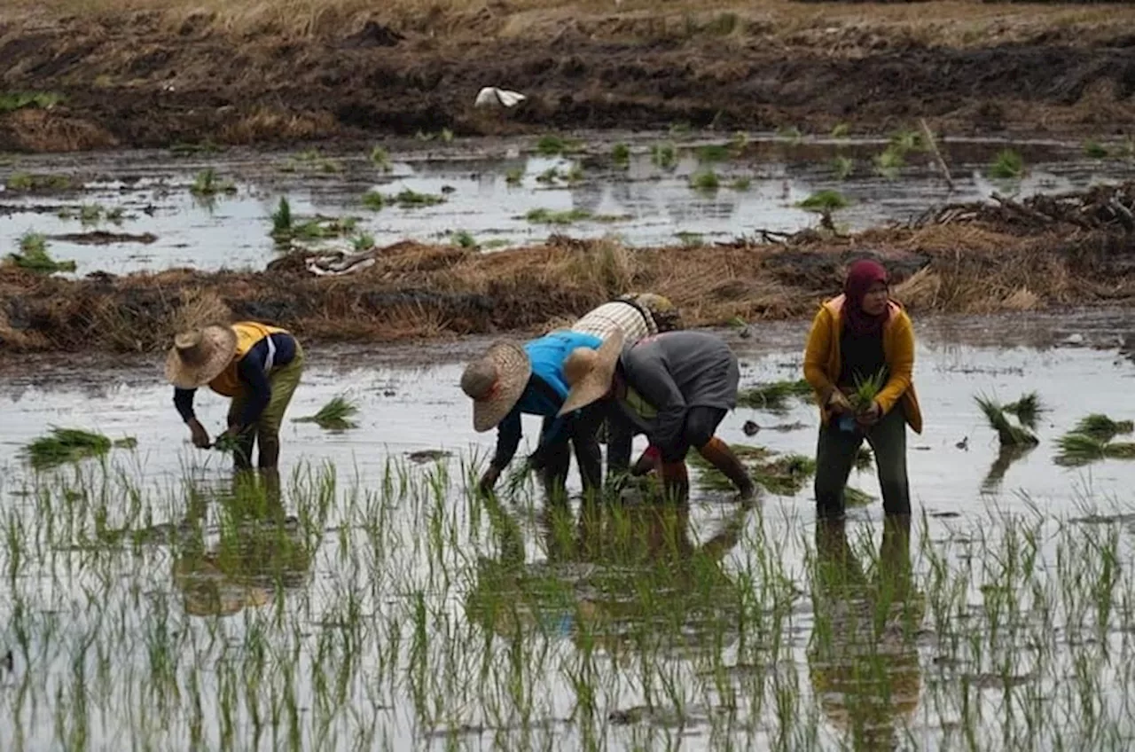 Hari Tani Nasional Sejarah, Makna, dan Pentingnya Reformasi Agraria bagi Ketahanan Pangan Indonesia