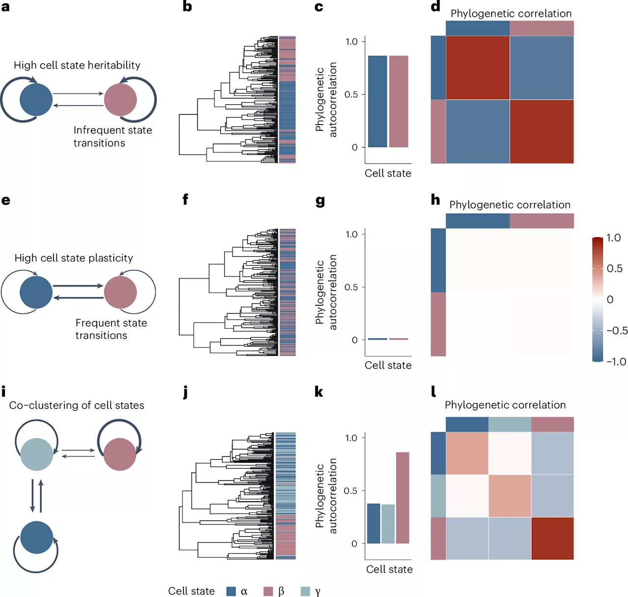 Analytical tool quantifies cancer's ability to shape-shift