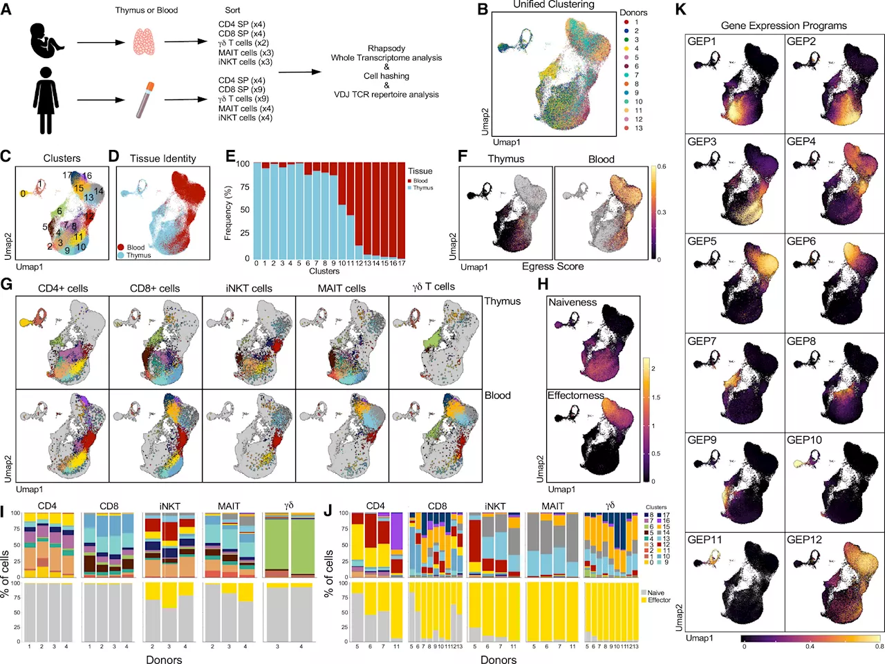 Immune cells caught between worlds: Researchers explore how innate-like T cells mature