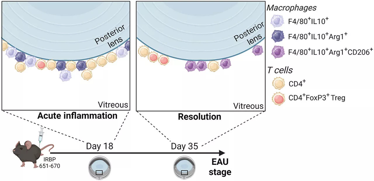 Researchers discover new role of immune cells in eye health