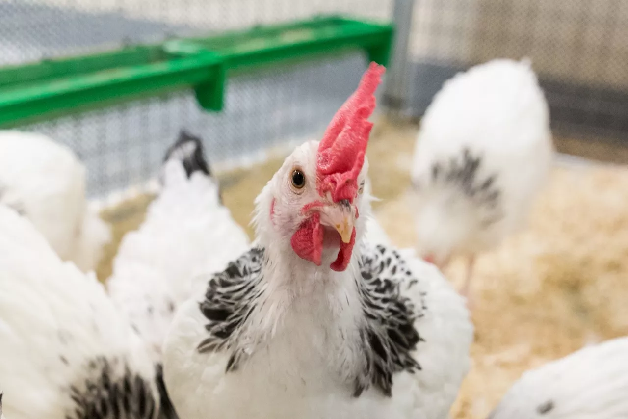 Review shows bird flu control strategies 'not working': Gaps in data highlight potential for silent spread