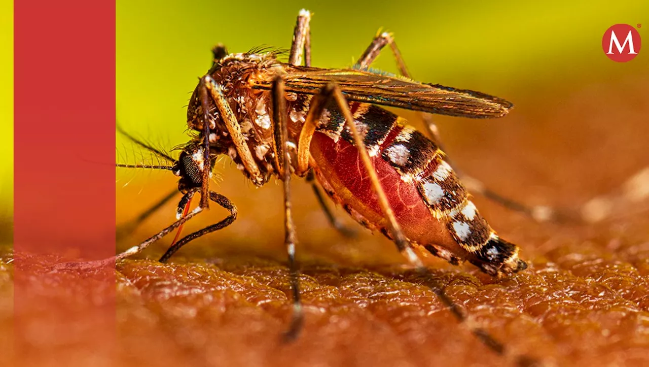 Tres casos de dengue hemorrágico se registran en San Felipe Orizatlán