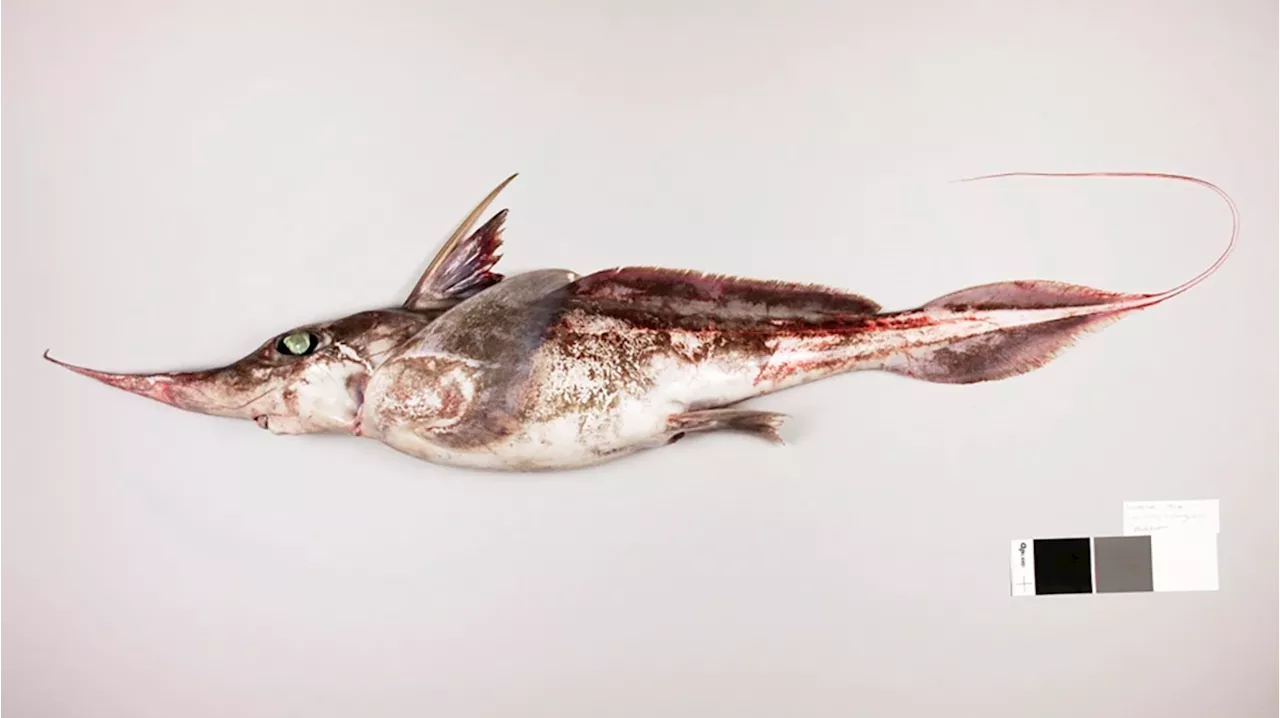 New Species Of Ghost Shark Discovered In Pacific Ocean